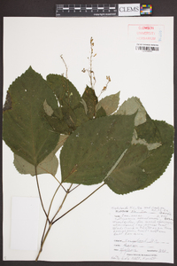 Collinsonia canadensis image