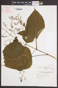 Collinsonia canadensis image