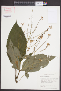 Collinsonia canadensis image