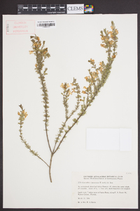 Conradina canescens image
