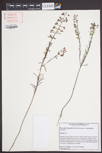 Dicerandra linearifolia var. linearifolia image