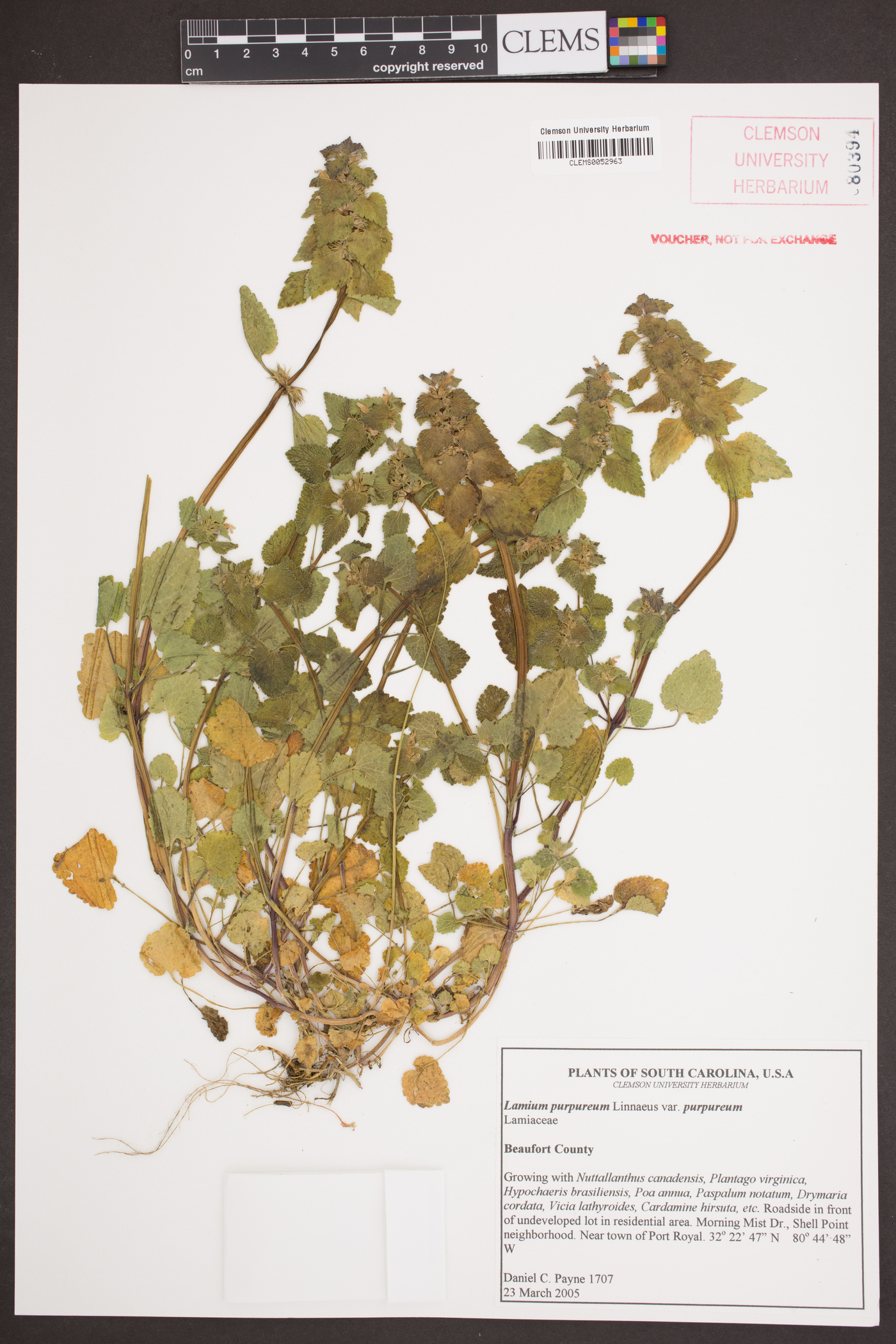 Lamium purpureum var. purpureum image