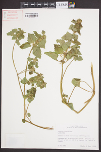 Lamium purpureum image