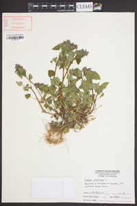 Lamium purpureum image