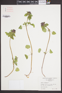 Lamium purpureum image