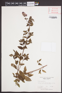 Mentha spicata image