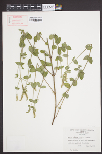 Mentha × rotundifolia image