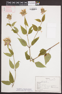 Monarda clinopodia image