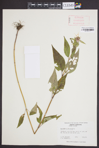 Monarda clinopodia image