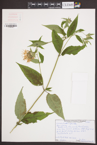 Monarda clinopodia image