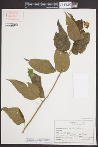 Monarda clinopodia image