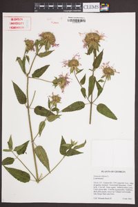 Monarda didyma image