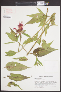 Monarda didyma image