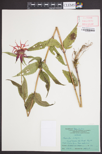 Monarda didyma image