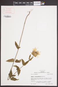 Monarda fistulosa subsp. fistulosa image