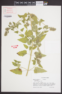 Nepeta cataria image