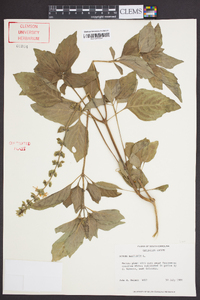 Ocimum basilicum image