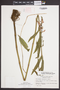 Physostegia leptophylla image