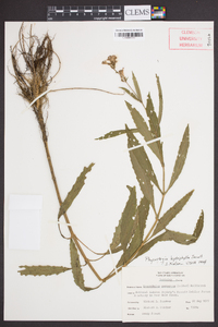 Physostegia leptophylla image