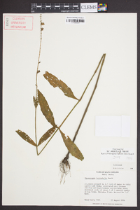 Physostegia leptophylla image