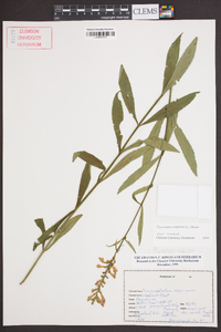 Physostegia virginiana image