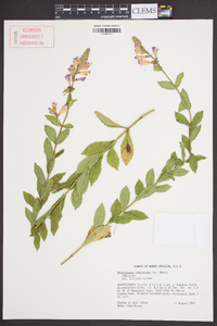 Physostegia virginiana image