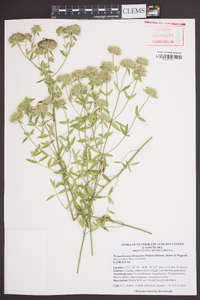 Pycnanthemum flexuosum image