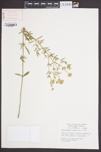 Pycnanthemum flexuosum image