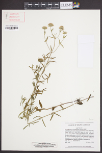 Pycnanthemum flexuosum image