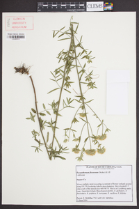 Pycnanthemum flexuosum image