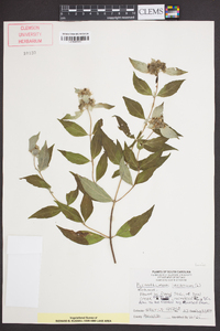 Pycnanthemum incanum image