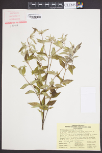 Pycnanthemum incanum image