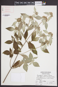 Pycnanthemum incanum image