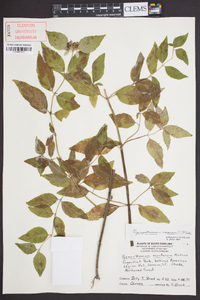 Pycnanthemum incanum image