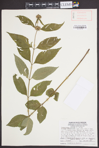 Pycnanthemum incanum image