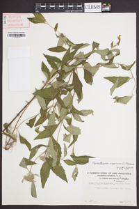 Pycnanthemum incanum image