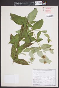 Pycnanthemum montanum image