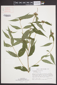 Pycnanthemum montanum image