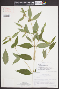 Pycnanthemum montanum image