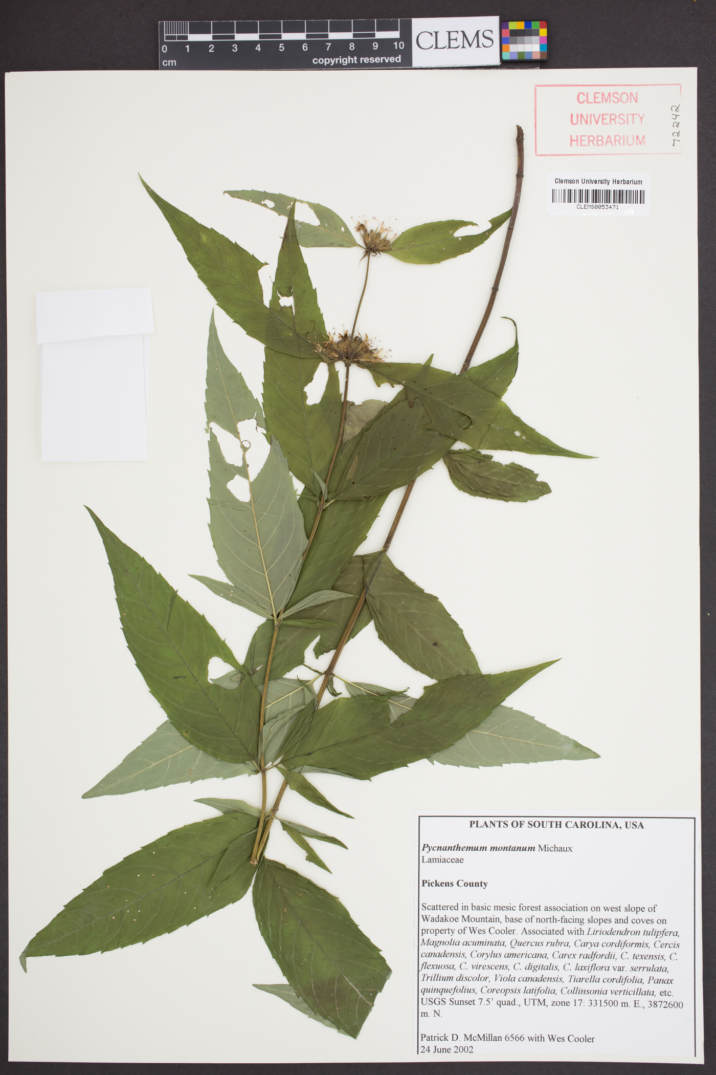 Pycnanthemum montanum image