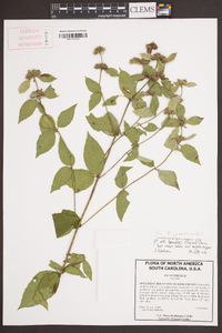 Pycnanthemum pycnanthemoides image