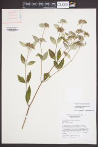 Pycnanthemum pycnanthemoides image