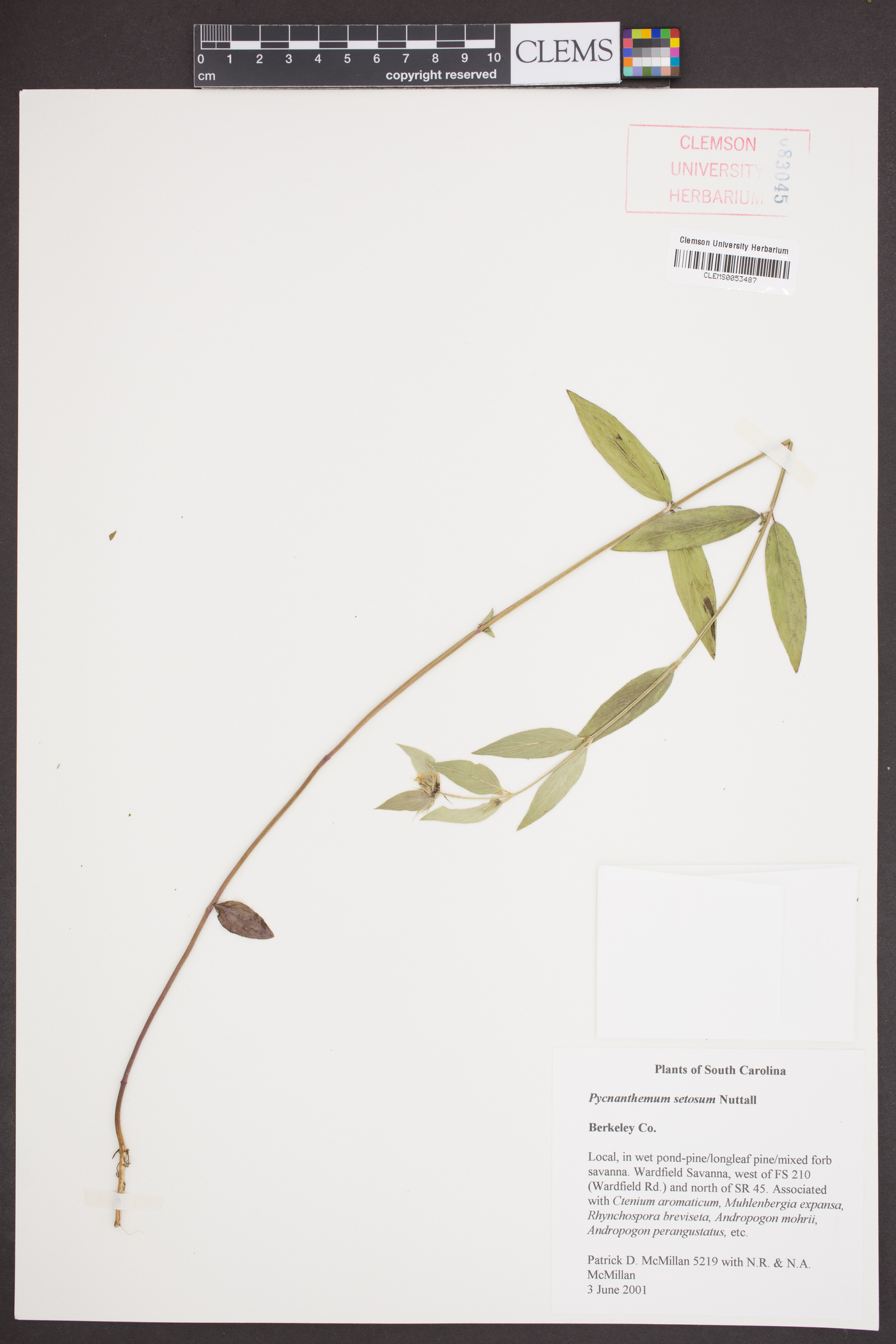 Pycnanthemum setosum image
