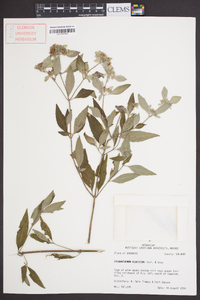 Pycnanthemum albescens image