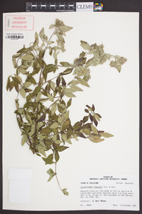 Pycnanthemum albescens image