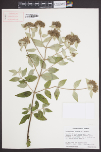 Pycnanthemum incanum image