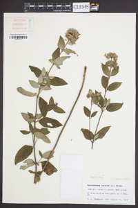 Pycnanthemum incanum image