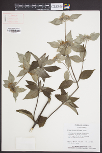 Pycnanthemum montanum image