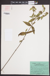 Pycnanthemum montanum image