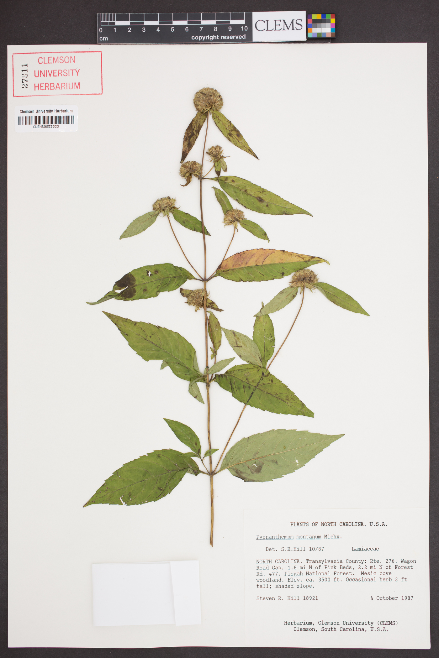 Pycnanthemum montanum image